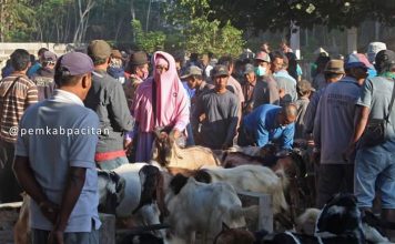 Puluhan Ribu Kambing dan Sapi di Pacitan Dalam Kondisi Sehat